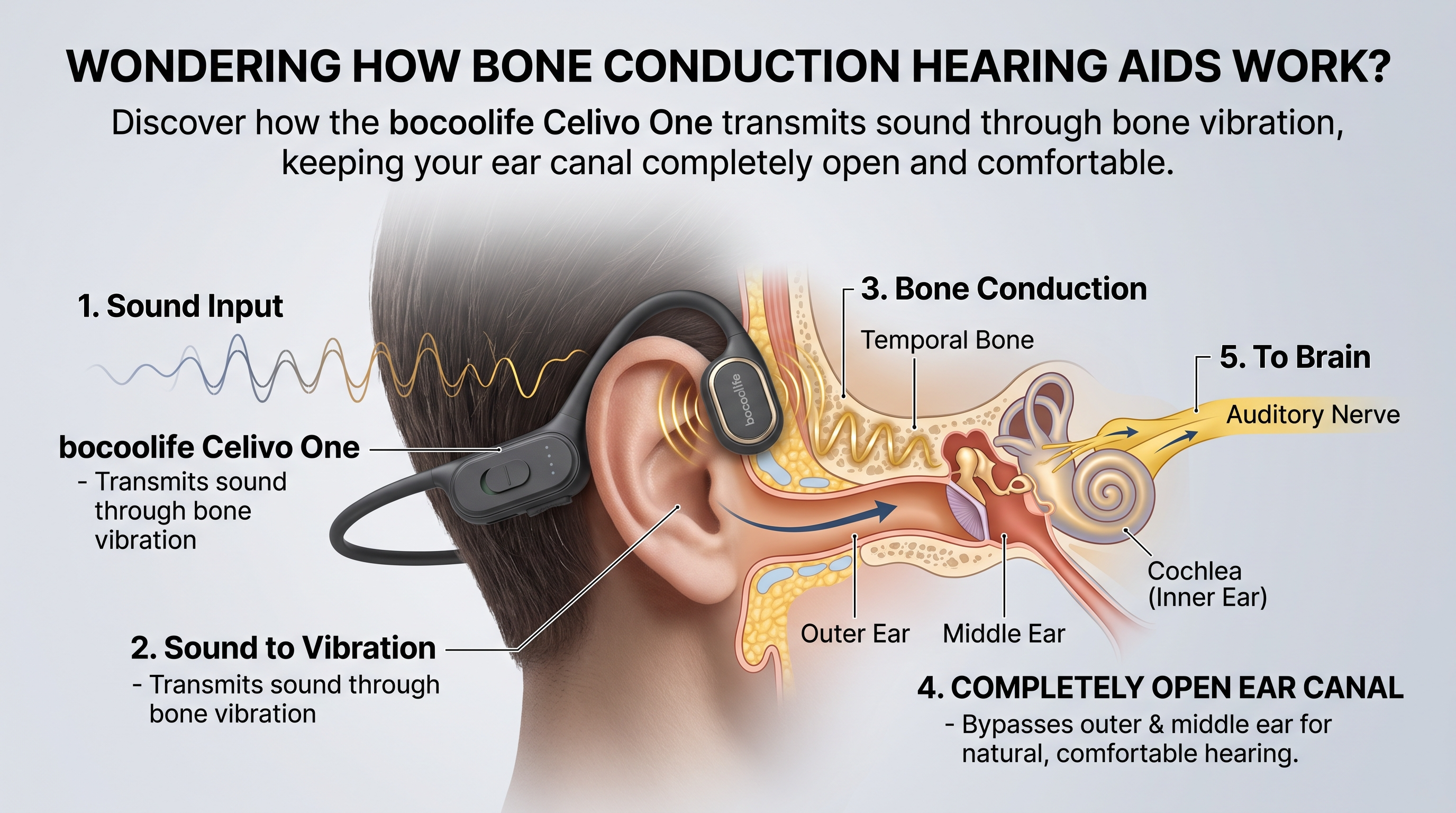 Illustration for the bocoolife article “Bone conduction hearing aids: how Celivo One sends sound”